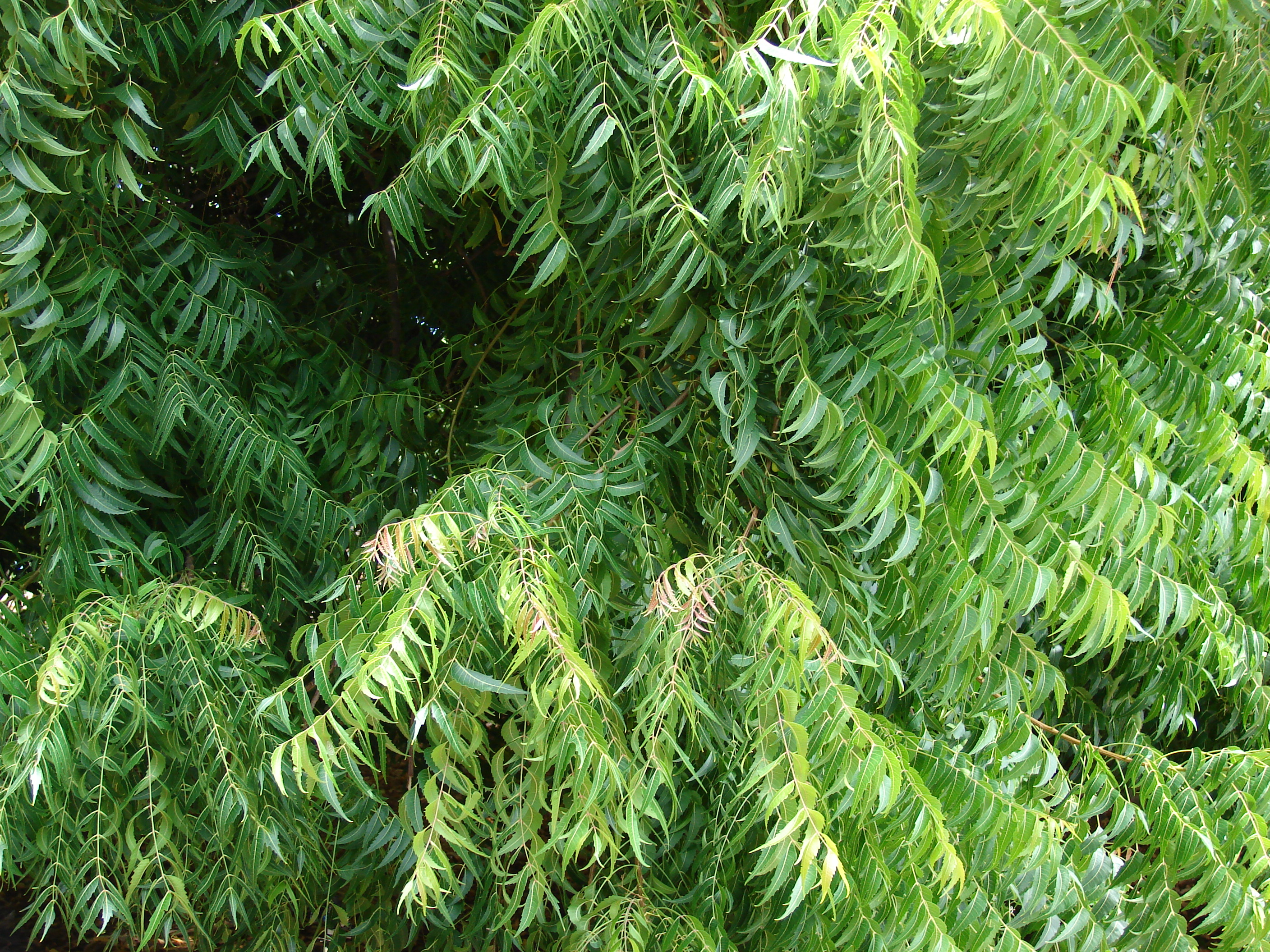 Công dụng của lá Neem – bài 3