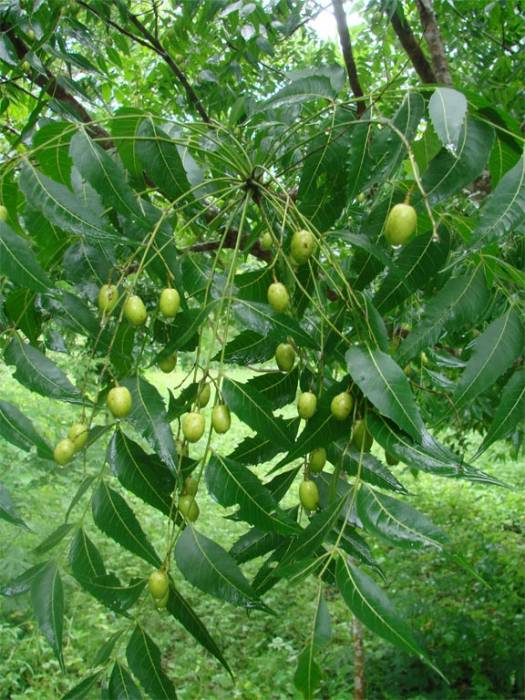 Công dụng của lá Neem – bài 1