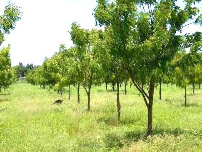 Công dụng của lá Neem – bài 2