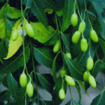 NEEM: Thông Tin Tổng Hợp chuyển ngữ toàn tập PHẦN I
