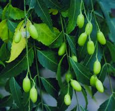 NEEM và bệnh UNG THƯ, TIỂU ĐƯỜNG (phần 3)