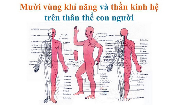 MƯỜI VÙNG KHÍ NĂNG và THẦN KINH HỆ trên thân thể con người
