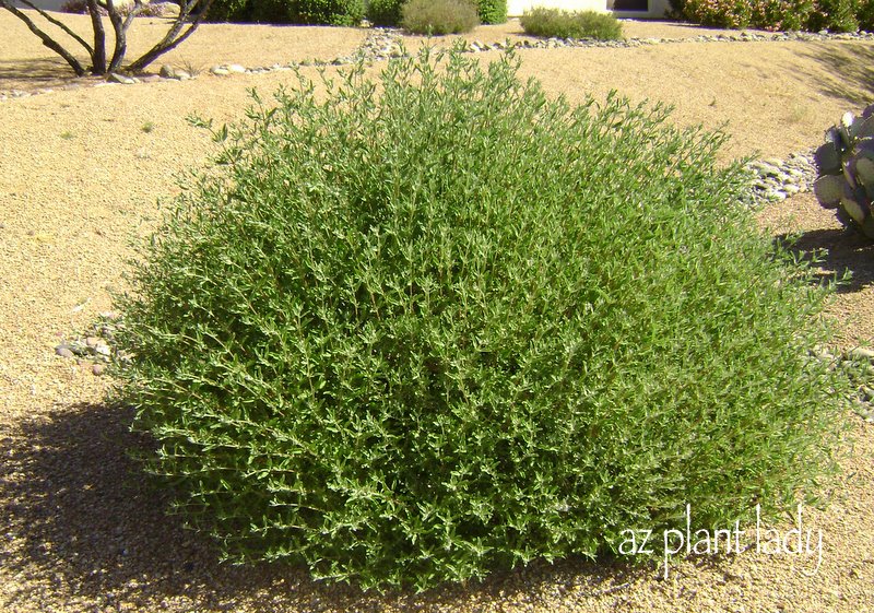CHAPARRAL – CÂY THUỐC ĐẶC BIỆT VÙNG SA MẠC