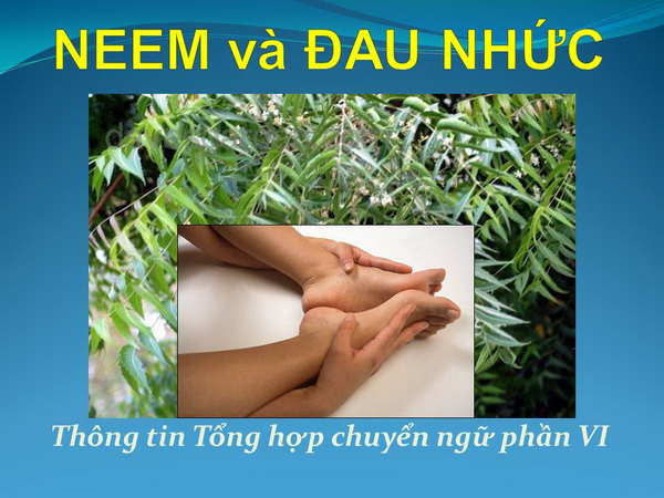 NEEM và ĐAU NHỨC (Thông tin Tổng hợp chuyển ngữ phần VI)