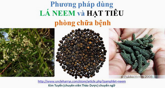 Phương pháp dùng LÁ NEEM và HẠT TIÊU phòng chữa bệnh