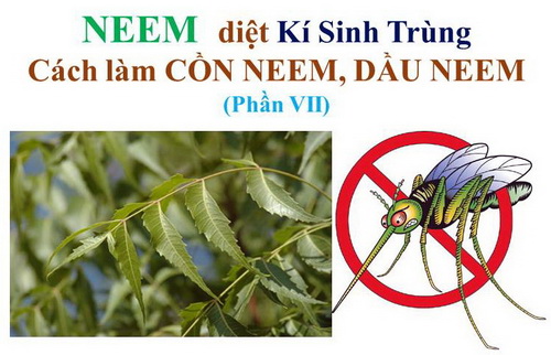 NEEM diệt Kí Sinh Trùng – Cách làm CỒN NEEM, DẦU NEEM (Phần VII)