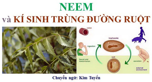 NEEM và KÍ SINH TRÙNG ĐƯỜNG RUỘT
