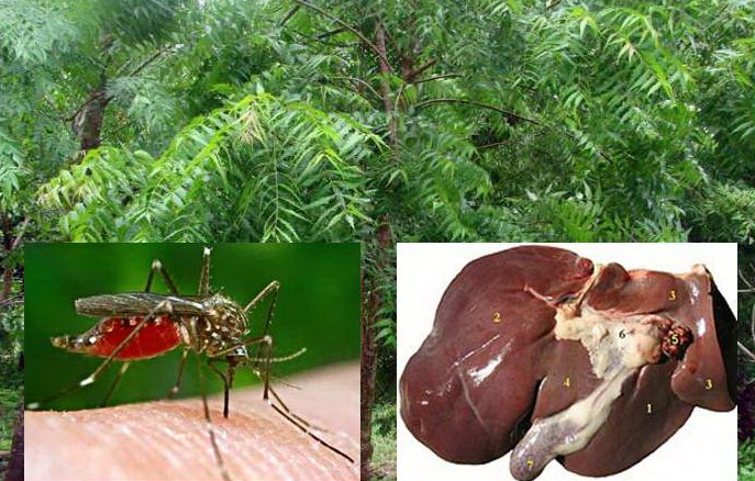 NEEM và bệnh GAN, SỐT RÉT (Thông Tin Tổng Hợp chuyển ngữ phần V)