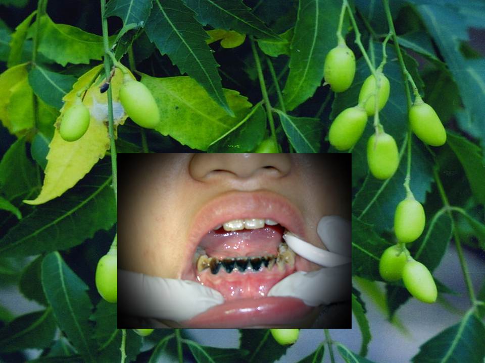 NEEM và VIÊM NƯỚU RĂNG; TĂNG CƯỜNG HỆ MIỄN NHIỄM (Thông tin Chuyển Ngữ toàn tập phần IV)