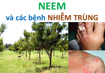 NEEM và các bệnh NHIỄM TRÙNG
