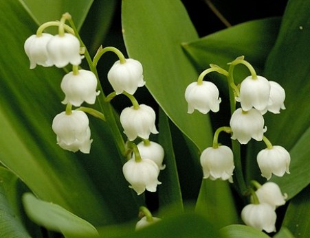 THẢO DƯỢC COMFREY KỲ DIỆU