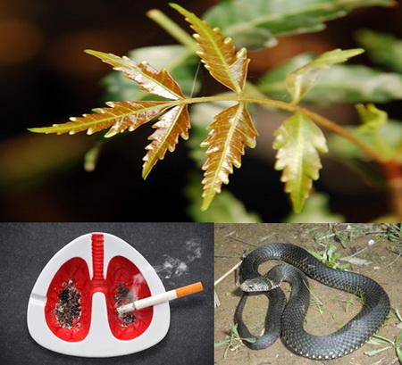 Nim (neem) và các bệnh mắt, phổi, dị ứng, hút thuốc, say rượu
