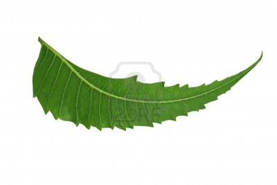 Neem và ảnh hưởng đến việc sinh con