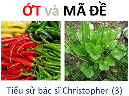 ỚT tốt cho tim mạch – MÃ ĐỀ tẩy độc máu (tiểu sử bác sĩ Christopher 3)