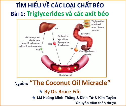 Tìm hiểu về các loại chất béo – Bài 1: Triglycerides và các axít béo