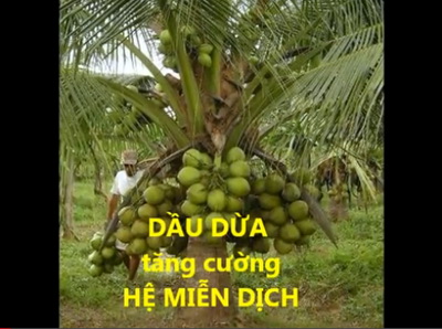 video Dầu Dừa tăng cường hệ miễn dịch và những công dụng khác