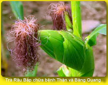 video Trà Râu Bắp (ngô) chữa bệnh Thận, Bàng Quang, Tuyến Tiền Liệt