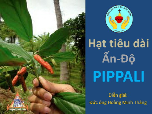 Hạt tiêu dài Ấn-Độ – Pippali – tiêu Lốt: phòng chữa nhiều bệnh