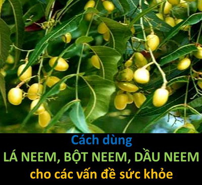 Cách dùng lá – bột – dầu nim (neem) cho các vấn đề sức khỏe