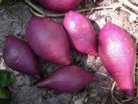 Những thực phẩm thần dược của người Nhật