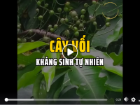 CÂY VỐI – KHÁNG SINH TỰ NHIÊN
