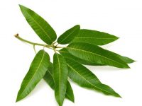 Trị tiểu đường từ lá xoài