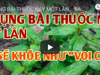 Bài thuốc trị THẬN HƯ, THẬN YẾU cho mọi người