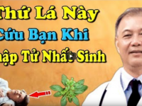 Thứ lá ĐẦY VƯỜN đã cứu triệu người lúc THẬP TỬ NHẤT SINH rất ít người biết
